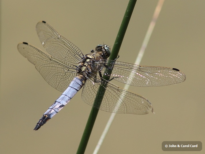 J15_0793 Orthetrum cancellatum male.JPG